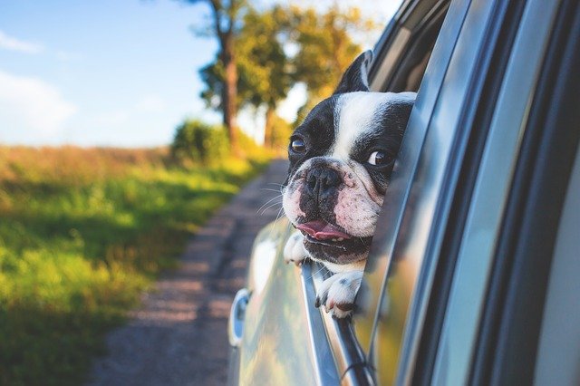 車の窓から顔を覗かせる犬