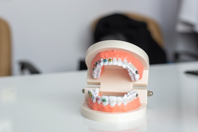 矯正器具のついた歯の模型